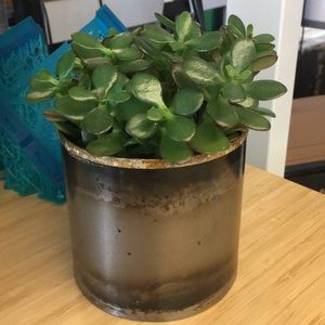 Meet your Posher, Nova